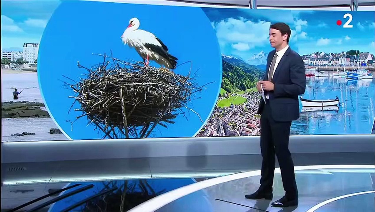 Animaux : les cigognes de nouveau nombreuses en Alsace