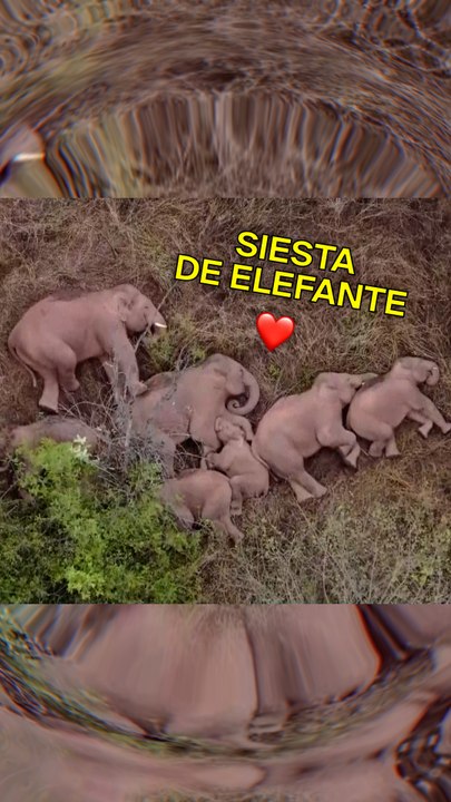 Largas distancias requieren largas siestas 