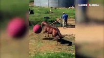 Sahibinin attığı topu kafasıyla karşılayan at gülümsetti