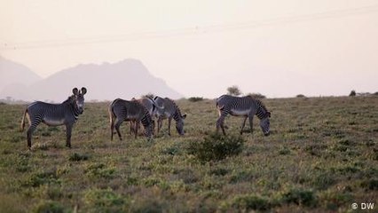 Female scouts helping Kenya's endangered Grevy's zebra