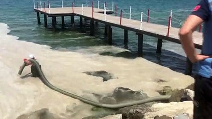 ÇANAKKALE - Belediye ekipleri sahilde müsilaj temizlik çalışması başlattı