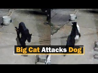 Viral video: Black Panther Pounces On Dog, Carries It Away | OTV News
