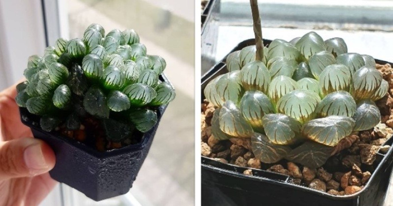 Cette plante succulente rare a une couleur très claire, presque transparente