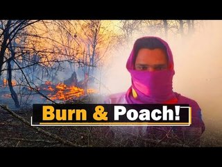 Poacher Arrested In Odisha For Burning Forest | OTV News