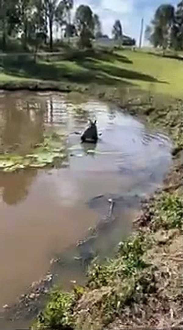 Worlds Largest Seahorse Eating Lily Pads |