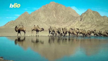 Stampede of Wild Camels Caught on Video in Chinese Nature Reserve!