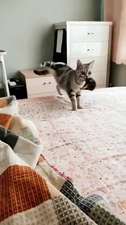 Ce chat a trouvé l'endroit le plus sûr pour cacher ses chatons
