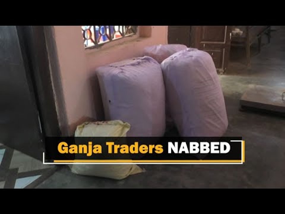 Odisha STF Seizes Ganja Worth Lakhs, Two Arrested | OTV News