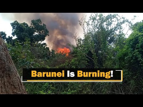 Odisha Forest Fires: After Similipal, Khordha’s Barunei Hill Forest Is Burning | OTV News