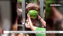 Usa, ippopotamo frantuma l'anguria in un morso: il video dello Zoo di San Antonio