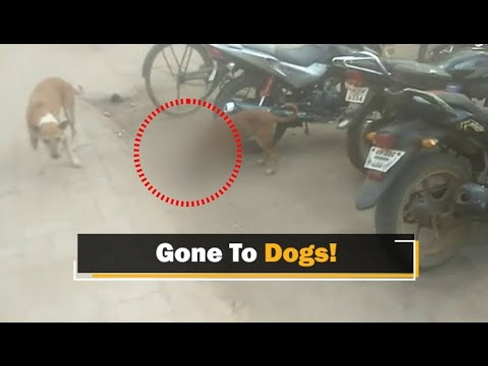 Stray Dog Seen Carrying Newborn’s Dead Body Inside Hospital Premises In Odisha | OTV News