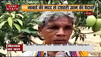 कोरबा के किसानों ने कङी मेहनत से बंजर जमीन को बनाया आम का बागान