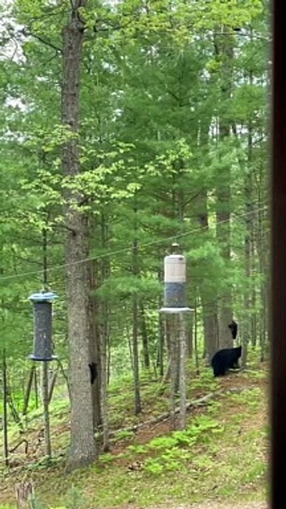 Baby Bears Galore