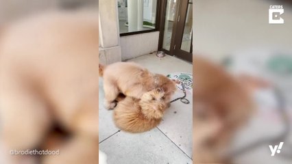 Hunde sehen sich nach einem Jahr wieder und sehen aus wie Zwillinge