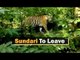 Tigress Sundari To Be Shifted From Odisha To Madhya Pradesh In A Few Days | OTV News