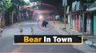 Wild Bear Spotted In Nilagiri Area In Balasore District Of Odisha | OTV News