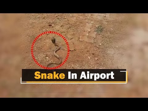 Snake Rescued From Bhubaneswar International Airport Premises | OTV News