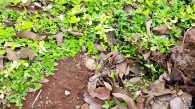 Gato fica preso em bueiro e Corpo de Bombeiros é mobilizado para resgate