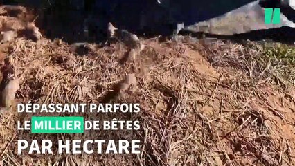 Envahie de millions de souris, l'Australie prépare la guerre génétique