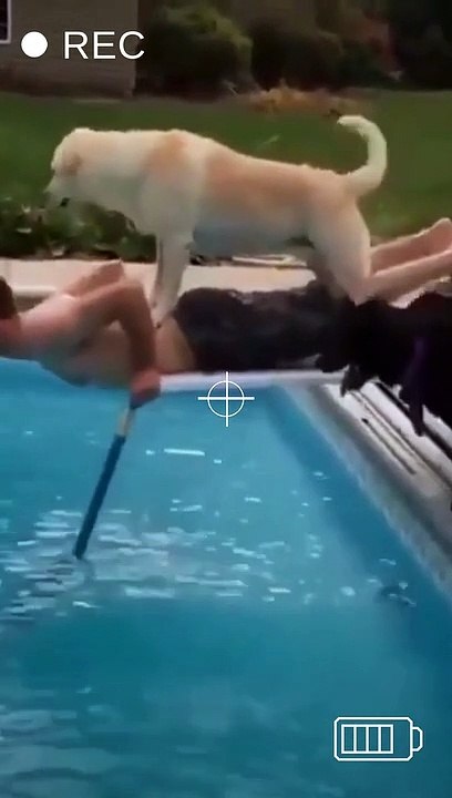 golden retriever cute | funny dog videos | cute golden retriever #golden tiktok #shorts