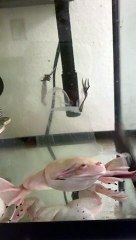 Frog's Skin Waves in Water