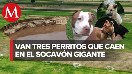 'Lomitos' que cayeron al socavón en Puebla siguen con vida; Dron los graba