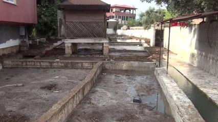 Son dakika haber | Sel sularıyla tarlalara sürüklenen balıkları topladılar
