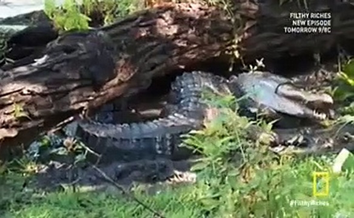 Filthy Riches S2 E1 Bloodworms Eels Gators video Dailymotion