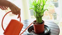 My Secret To Grow Healthy Lucky Bamboo Indoors & Propagate Easily