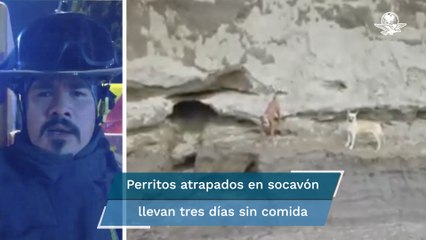 Tải video: Socavón de Puebla. Piden a gobenador rescatar a perritos atrapados; “llevan tres días sin alimento”