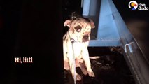 Pit Bull Rescued from Dogfighting Now Lives Like a King _ The Dodo Pittie Nation