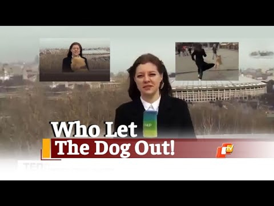 CAUGHT ON LIVE TV: Dog Snatches Microphone From Russian Journalist | OTV News