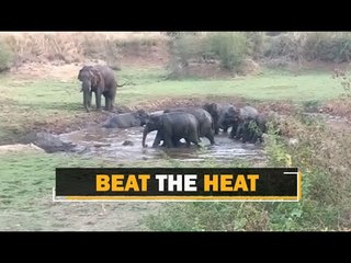 Summer Bath Of Elephants In Odisha’s Sambalpur | OTV News