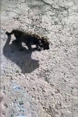 सड़क पर मिला पैंथर,दहाड़ सुनकर भागे ग्रामीण