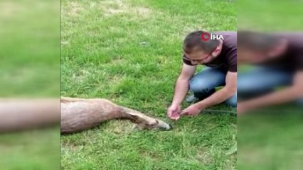 Yaralı karacaya jandarma şefkati