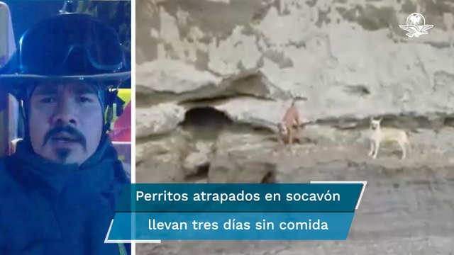 Socavón de Puebla. Piden a gobenador rescatar a perritos atrapados; “llevan tres días sin alimento”