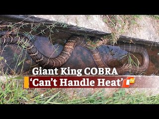 Giant King Cobra Rescued In Odisha’s Malkangiri District | OTV News