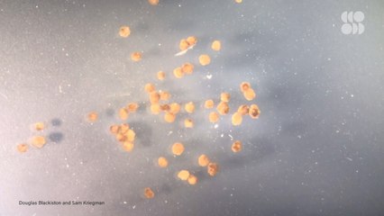 The World’s First “Living” Robots Just Got an Upgrade, Meet Xenobot 2.0