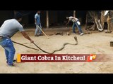 Giant King Cobra Rescued In Odisha’s Nilagiri | OTV News