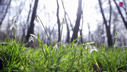 logo-15-min-flowers-20210523-235126