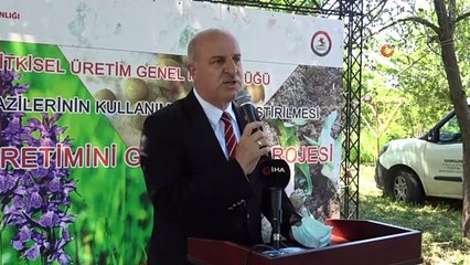 Türkiye'de tek özel izinle ekilen il olan Samsun'da üreticilere salep yumrusu dağıtıldı