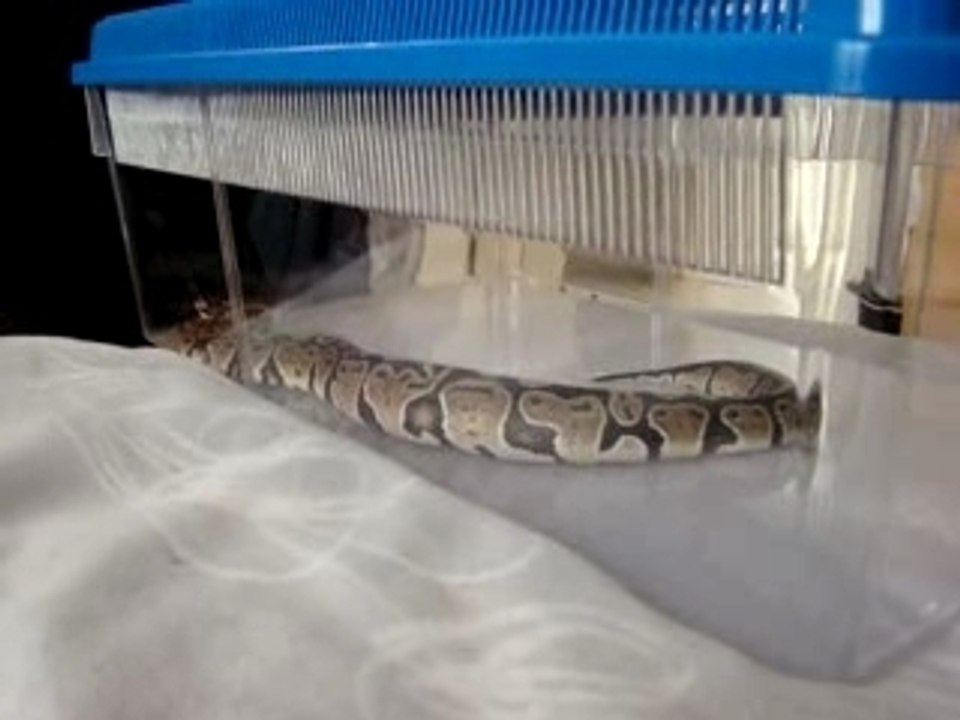 mystic, femelle python royale 5mois