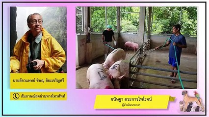 จีนพบไวรัสสายพันธุ์ใหม่มาจากหมูที่อาจระบาดสู่คนได้? : FM91 คลินิกสัตว์เลี้ยง : 4 กรกฎาคม 2563