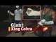 WATCH : Giant King Cobra Rescued In Odisha  | OTV News