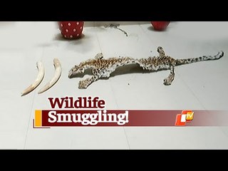 Скачать видео: Leopard Skin, Elephant Tusks Seized; 2 Smugglers Arrested In Odisha's Nayagarh | OTV News