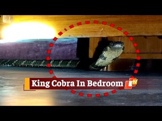 Giant King Cobra Rescued From Bedroom | Odisha | OTV News