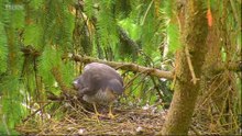 Springwatch episode 11 2021