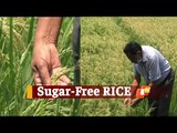 Diabetes, Rice & The Risk: Ex-IAF Officer From Odisha Is Growing 'Sugar-Free Rice' For Diabetics
