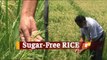 Diabetes, Rice & The Risk: Ex-IAF Officer From Odisha Is Growing 'Sugar-Free Rice' For Diabetics