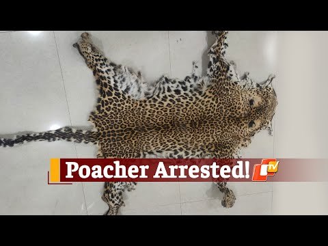 Leopard Skin Seized In Odisha, One Person Arrested | OTV News